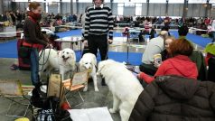Hanácká výstava psů v Brně