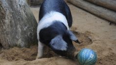 Betynka, padesátikilová samice vzácného přeštického prasete, řádí ve výběhu s míčem