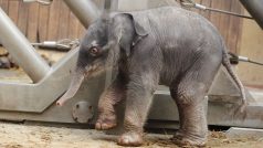 Slonice Vishesh z ostravské zoologické zahrady porodila své druhé mládě
