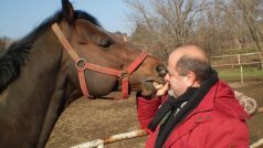 Slavný dostihový kůň Overdose s majitelem Zoltánem Mikóczem