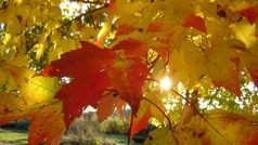 Podzim, listí, strom, javor, světlo