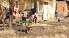V romské osadě vychovávají psy 35 let