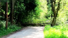 Cyklostezka Jihlava-Raabs u Velkého Beranova: přes cestu leží pokácené stromy, které tam dal majitel lesa