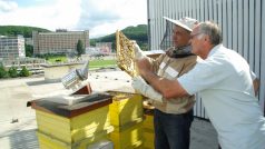 Univerzita Tomáše Bati ve Zlíně sklidila první med