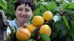 V Těšeticích na Znojemsku začali se sklizní raných odrůd meruněk