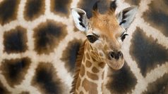 Chov žiraf v pražské zoo oslaví letos 60. výročí. Od počátku se zde narodilo přes 80 mláďat