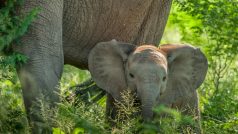 Sloni, opravdu volně žijící v africkém národním parku