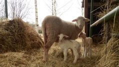 Ovce na farmě manželů Hejlových