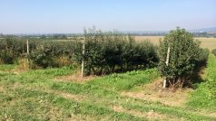 Sadaři z Týna nad Bečvou vlastní dvanáct hektarů jablečných sadů