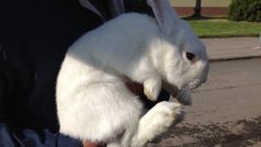 Moravský bílý hnědooký králík