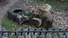 Medvěd zobe perníčky ze stromku