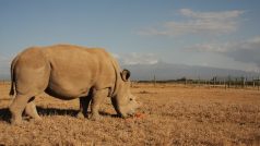 Nosorožci bílí severní v Keni