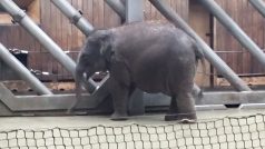 Ohroženému slůněti z ostravské zoo je přesně jeden rok