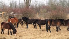 Divocí koně spásají stepní vegetaci včetně trávy nejhorší kvality