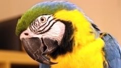 Papoušek Ara Ararauna