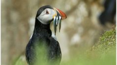 Papuchalk bělobradý (Fratercula arctica)