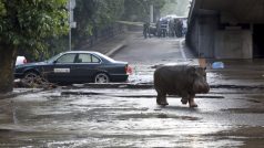 Povodeň v Tbilisi vyplavila i tamní zoo