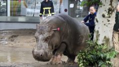 Povodeň v Tbilisi vyplavila i tamní zoo