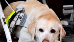 Kavárna POTMĚ -  ukázka výcviku vodicích a asistenčních psů