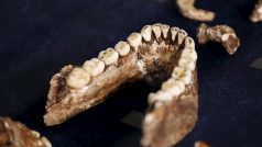 Ostatky nalezené v jeskyni u jihoafrického Johannesburgu, které patří zřejmě dosud neznámému druhu pračlověka, kterého vědci pojmenovali „homo naledi“