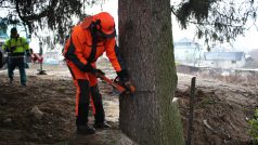 Podřezávání stromu