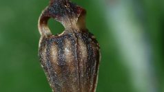 Thysmia brunneomitra, nový druh rostliny objevený na Borneu vědci z olomoucké univerzity