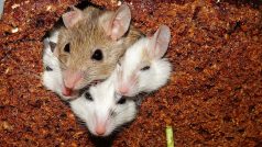 Myši (ilustrační foto)