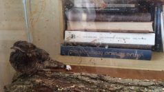 Lelek lesní v přerovské ornitologické stanici
