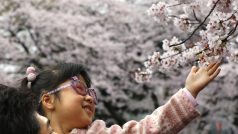 V Japonsku ohlašují začátek jara kvetoucí sakury
