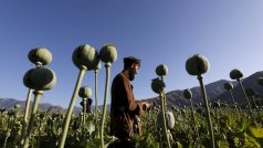 Afghánec pracuje na makovém poli v provincii Nangarhár
