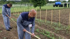 Vězni v Jiřicích na Nymbursku mají možnost pracovat v sadu, který pomáhali vybudovat