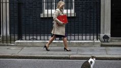 Premiérský kocour Larry v Downing Street