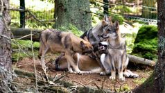 Vlky mohou lidé na vlastní oči vidět v Srní na Šumavě. Žijí zde v oploceném areálu, nad kterým vede lávka pro návštěvníky