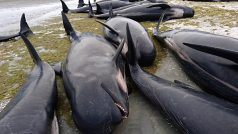 Dobrovolníci pomáhají desítkám velryb v Golden Bay na severozápadním cípu Jižního ostrova