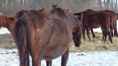 Veterináři odebrali majiteli na Benešovsku 70 koní.