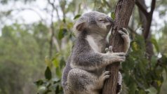 Sčítat velká zvířata, třeba antilopy, z letadel nebo satelitů bývá poměrně běžné. U koalů by to nemělo smysl, protože se schovávají pod korunami eukalyptových stromů.