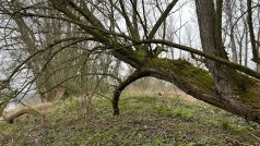 U Píšťan na Litoměřicku bude nová přírodní rezervace