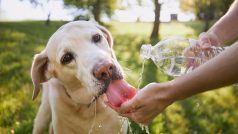 Na pitný režim v létě nesmíme zapomínat ani u psů