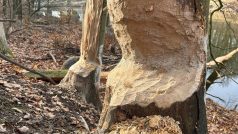 Bobři ničí stromy v Polesí Svrčov na Přerovsku. Zástupci Přerova žádají o povolení jejich odlovu