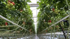 Hydroponické pěstování rajčat na farmě Ráječek u Brna