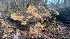 Jasany v přírodní rezervaci Dubno likviduje mikroskopická houba