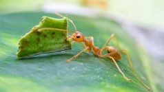 Mravenec rodu Acromyrmex