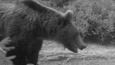 Medvěd zachycený fotopastí na Velkém Javorníku