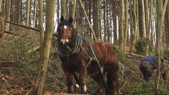Odstraňování stromů poškozených větrem pomáhají i koně