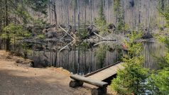 Kvůli nebezpečným souším se turistům uzavřely některé stezky v Boubínském pralese