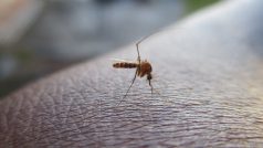 Komár, ilustrační foto