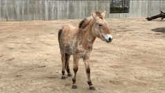 Zoo Hluboká zakládá stádo koně Převalského. Jako první je v novém výběhu klisna Puk, která na jih Čech přicestovala z Dánska