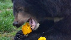 Medvěd ušatý v ZOO Chleby - medvědi ušatí, ač patří mezi šelmy, dávají ve svém jídelníčku přednost rostlinné složce před živočišnou