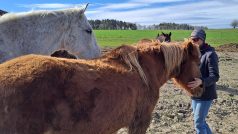 Nejen lidé si zaslouží klidné stáří, na farmě Rolinka v Křižanech ho dopřávají koním | Foto: Jana Švecová | Zdroj: Český rozhlas