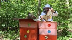 V Česku letos začali včelaři stáčet první med zhruba o dva týdny dřív než obvykle. Podle Českého svazu včelařů je to díky časnému nástupu jara
